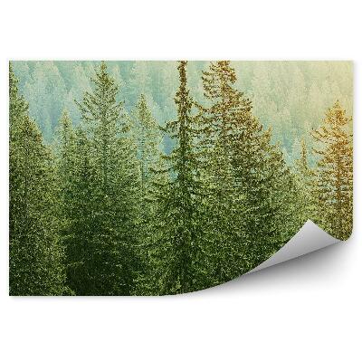 Papier peint Vue Des Forêts De Conifères