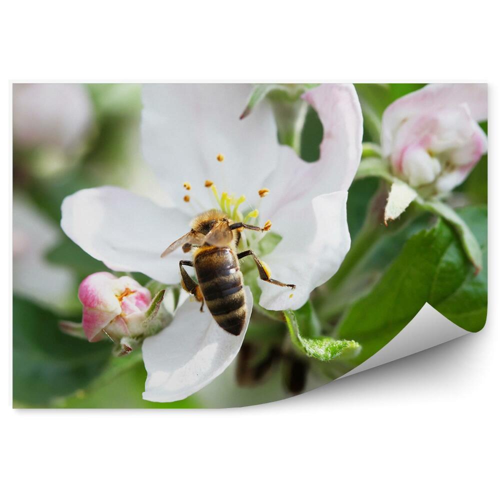 Papier peint Fond blanc rose fleur de pommier abeille vert