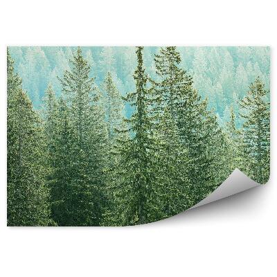 Papier peint Vue Des Forêts De Conifères