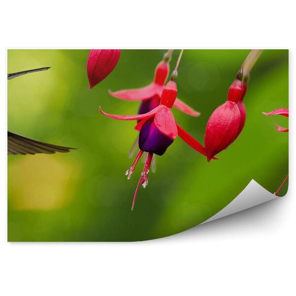 Papier peint Plantes colibri sur fond vert fuchsia rouge