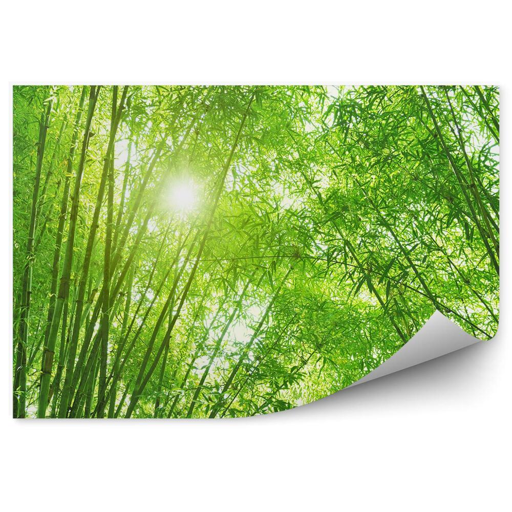 Papier peint Arbres Forêt de Bambous Vert Lueur du soleil