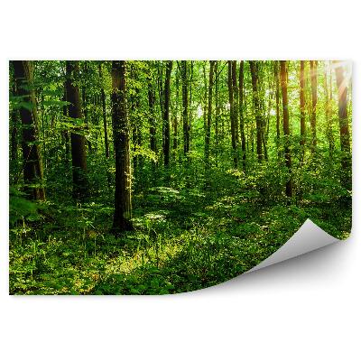 Papier peint Arbres de forêt Branches d'arbres verts en été