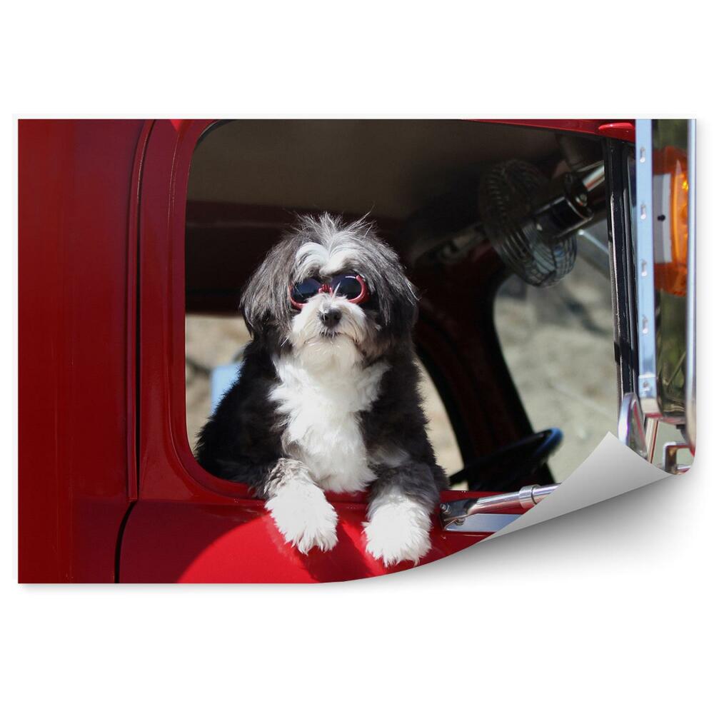 Papier peint Petit chien dans la fenêtre d'un camion
