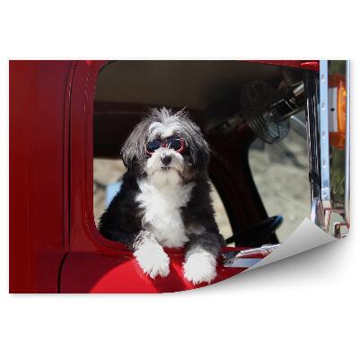 Papier peint Petit chien dans la fenêtre d'un camion