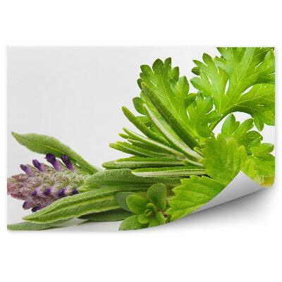Tapisserie panoramique Épices herbes feuilles vertes fond blanc