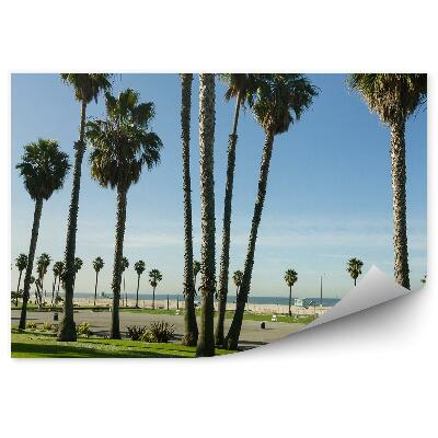 Papier peint Palms Sky Road Ocean Palms Californie