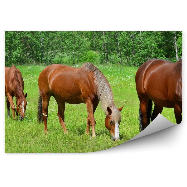 Papier peint Chevaux Herbe de prairie Arbres verts