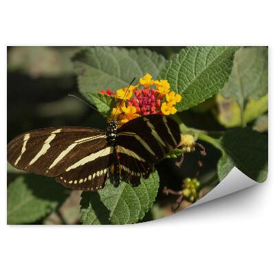 Papier peint Papillon Zèbre Longues Ailes Plante Fleur
