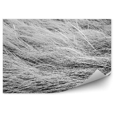 Papier peint panoramique Photo en noir et blanc d'un champ d'herbes hautes