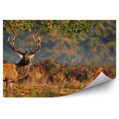 Papier peint Cerf Sous Un Arbre