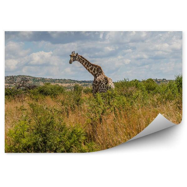 Papier peint parc national de la girafe herbe verdure