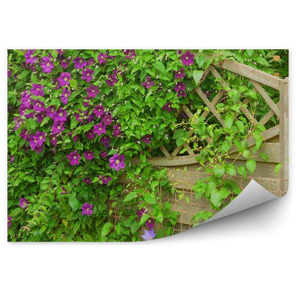 Papier peint Clematis Purple Flowers Fence