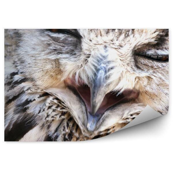 Papier peint Portrait De Hibou Grand-Duc