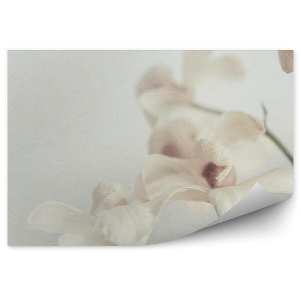 Papier peint Orchidées blanches