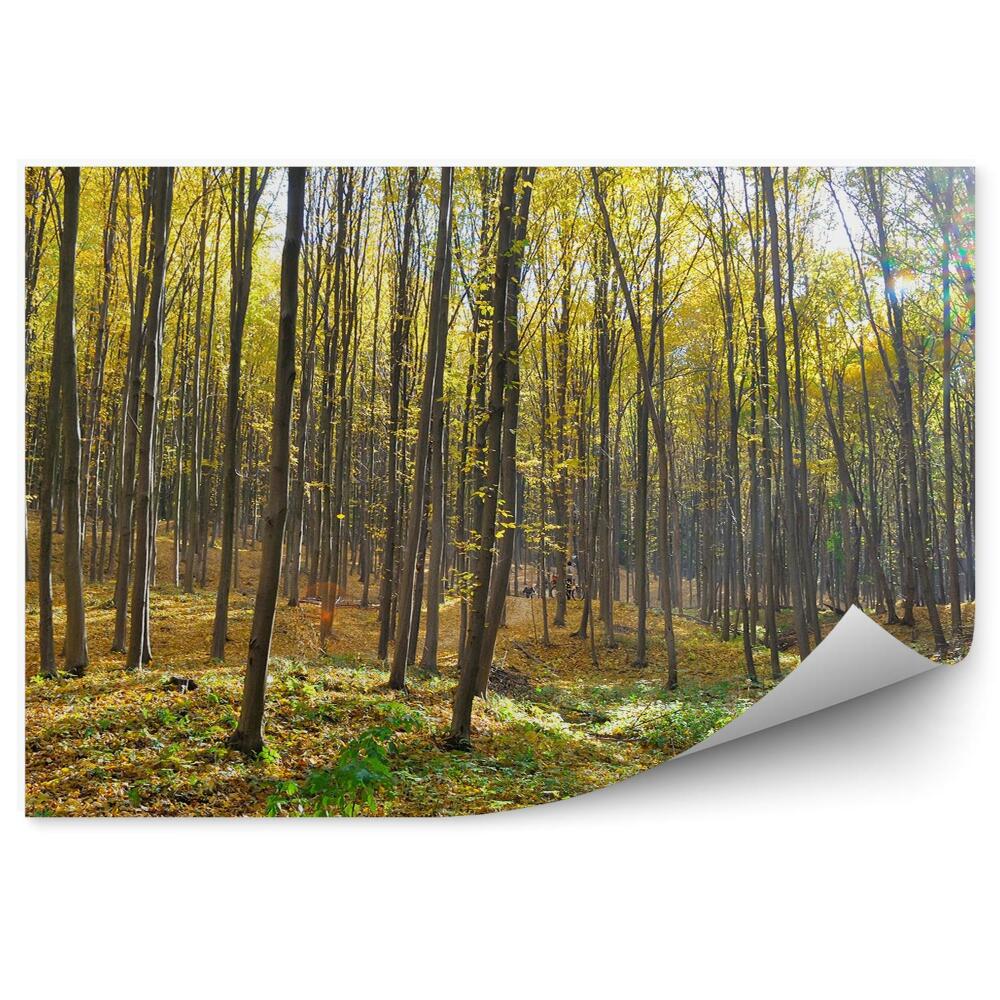 Papier peint Forêt De Feuillus Soleil