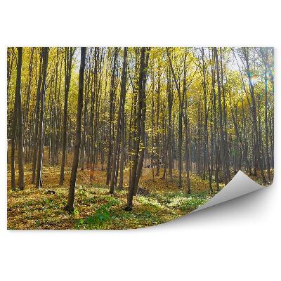 Papier peint Forêt De Feuillus Soleil