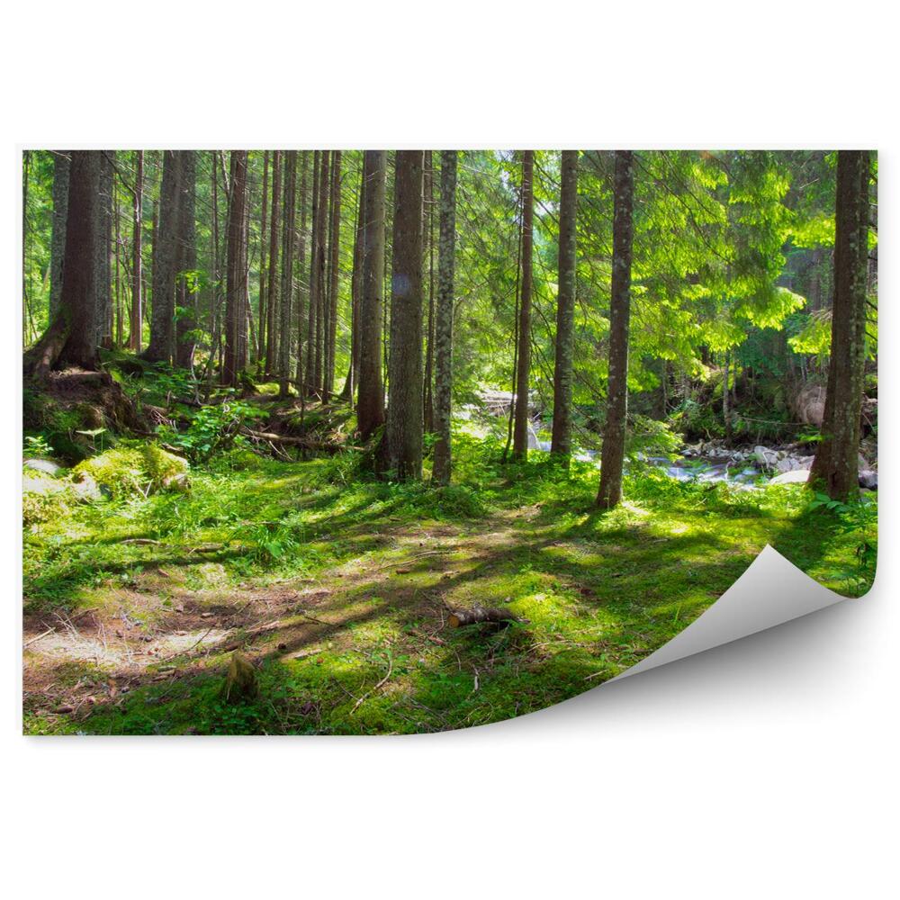 Papier peint Forêt verte Eau Ruisseau Herbe