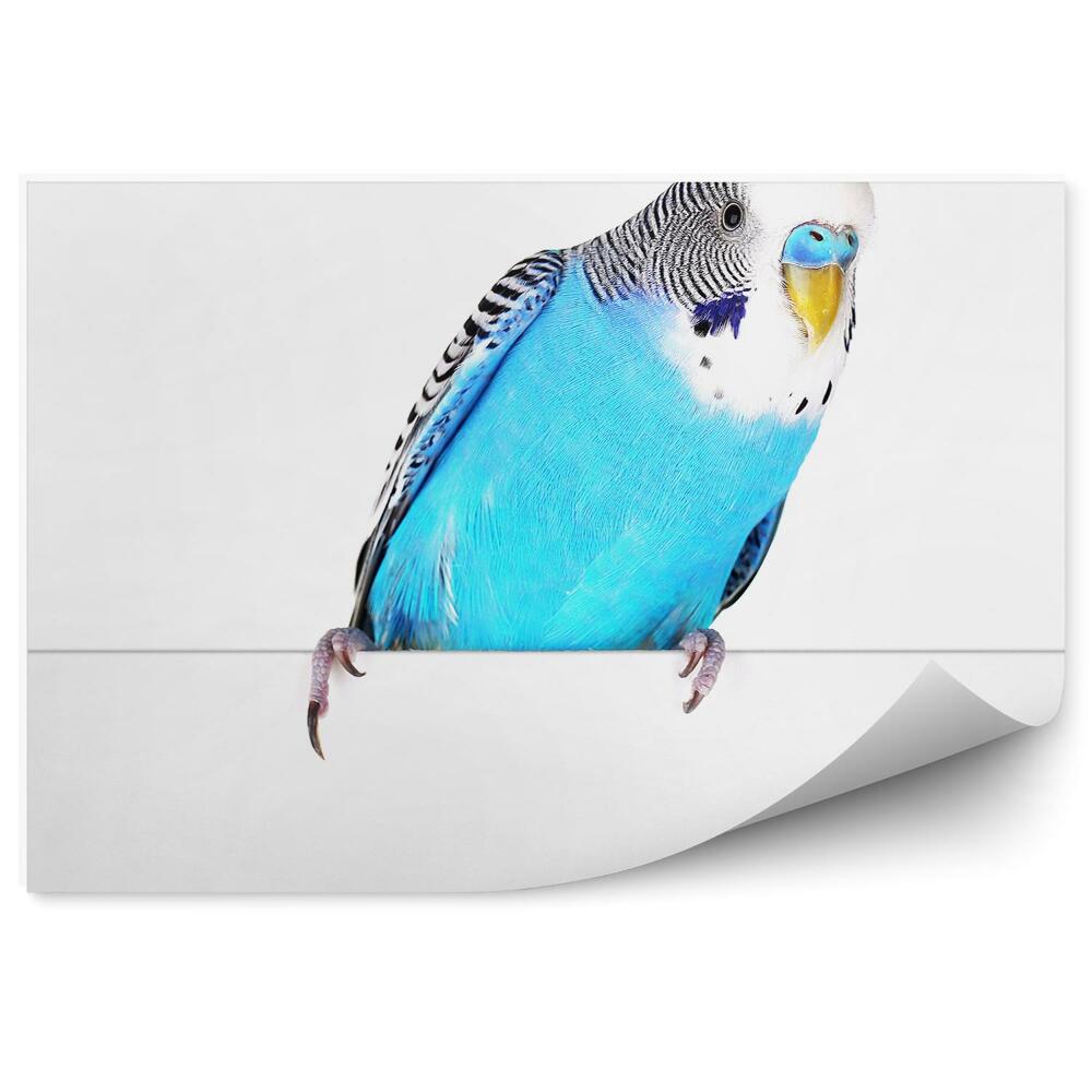 Papier peint Perruche Ondulée Bleue