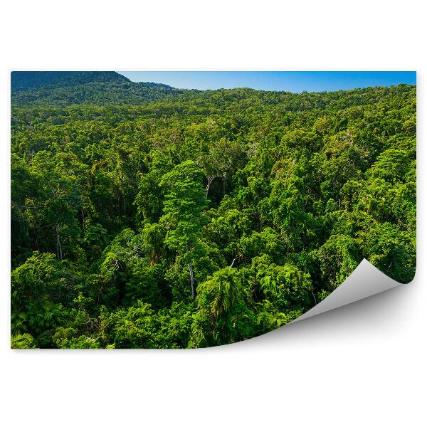 Papier peint Feuilles De La Forêt Tropicale Australienne