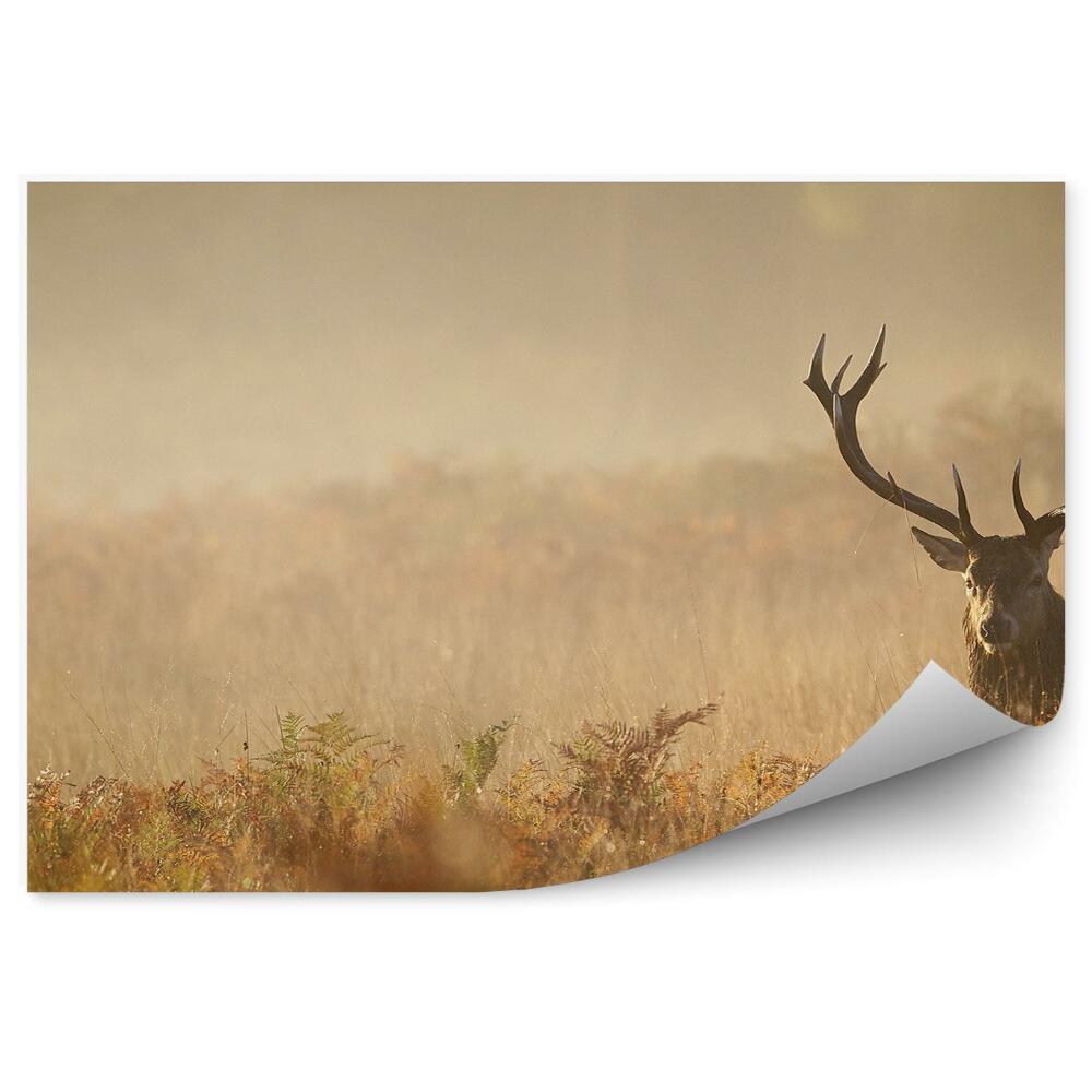 Papier peint Cerf Sur Une Prairie Brumeuse