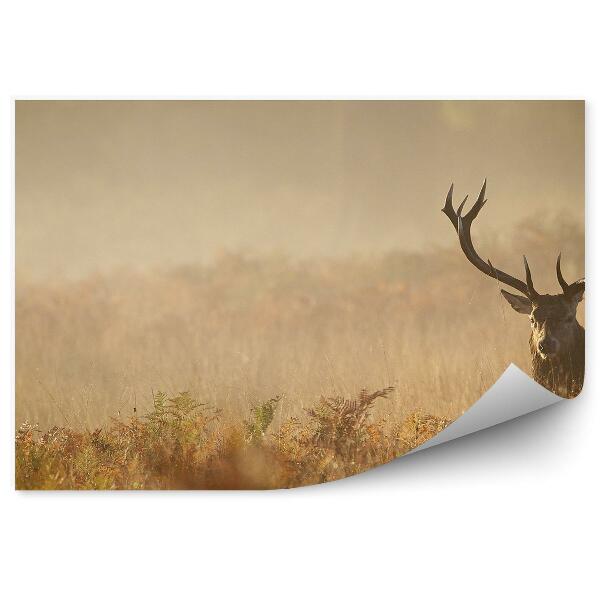 Papier peint Cerf Sur Une Prairie Brumeuse