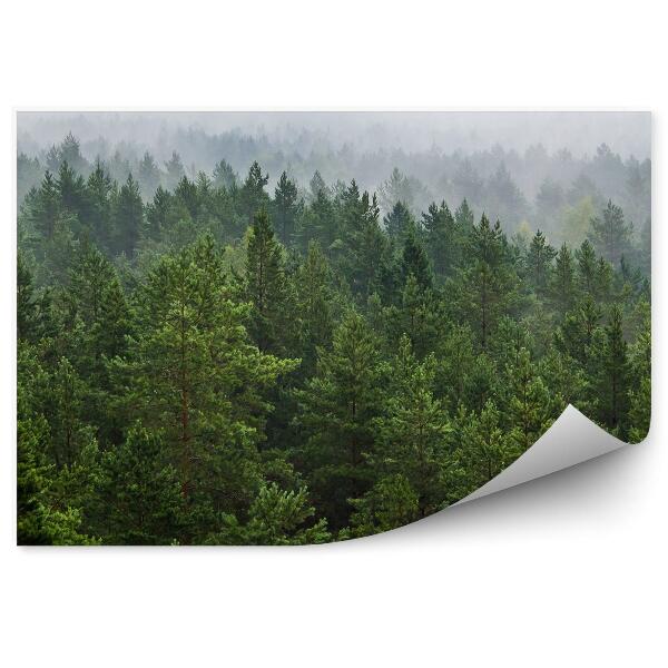 Papier peint Brume au-dessus de la forêt Arbres de Noël Vert Blanc