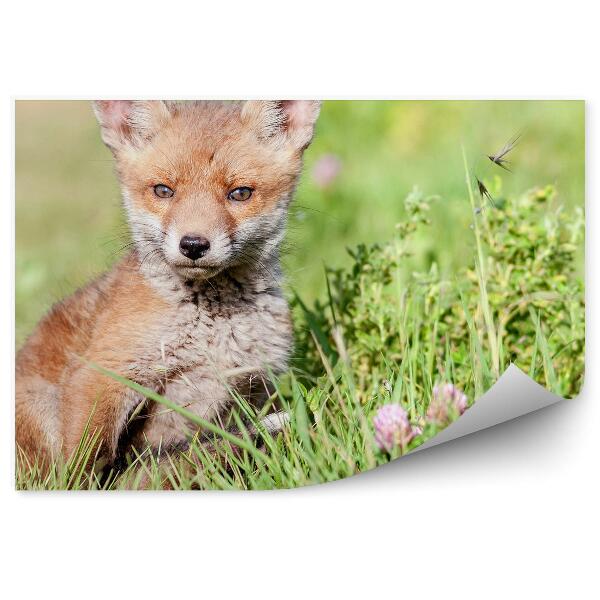 Papier peint Petit renard herbe verte animal