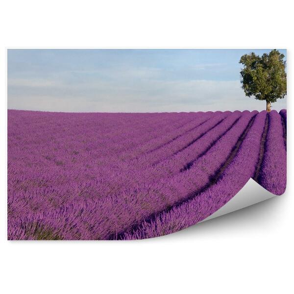 Papier peint Champ de lavande Arbre Ciel Nuages Provence France