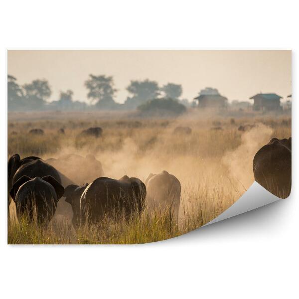 Papier peint Parc National De Chobe Botswan Maisons Arbres Herbe Éléphants