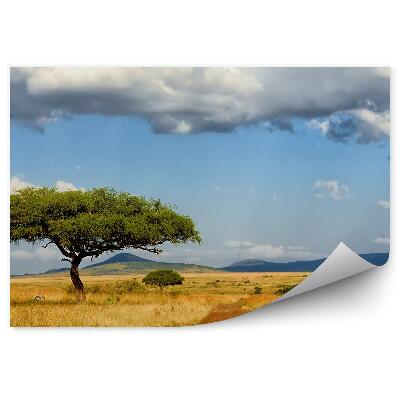 Papier peint Arbres Zèbres Route Herbe Savane Ciel Nuages