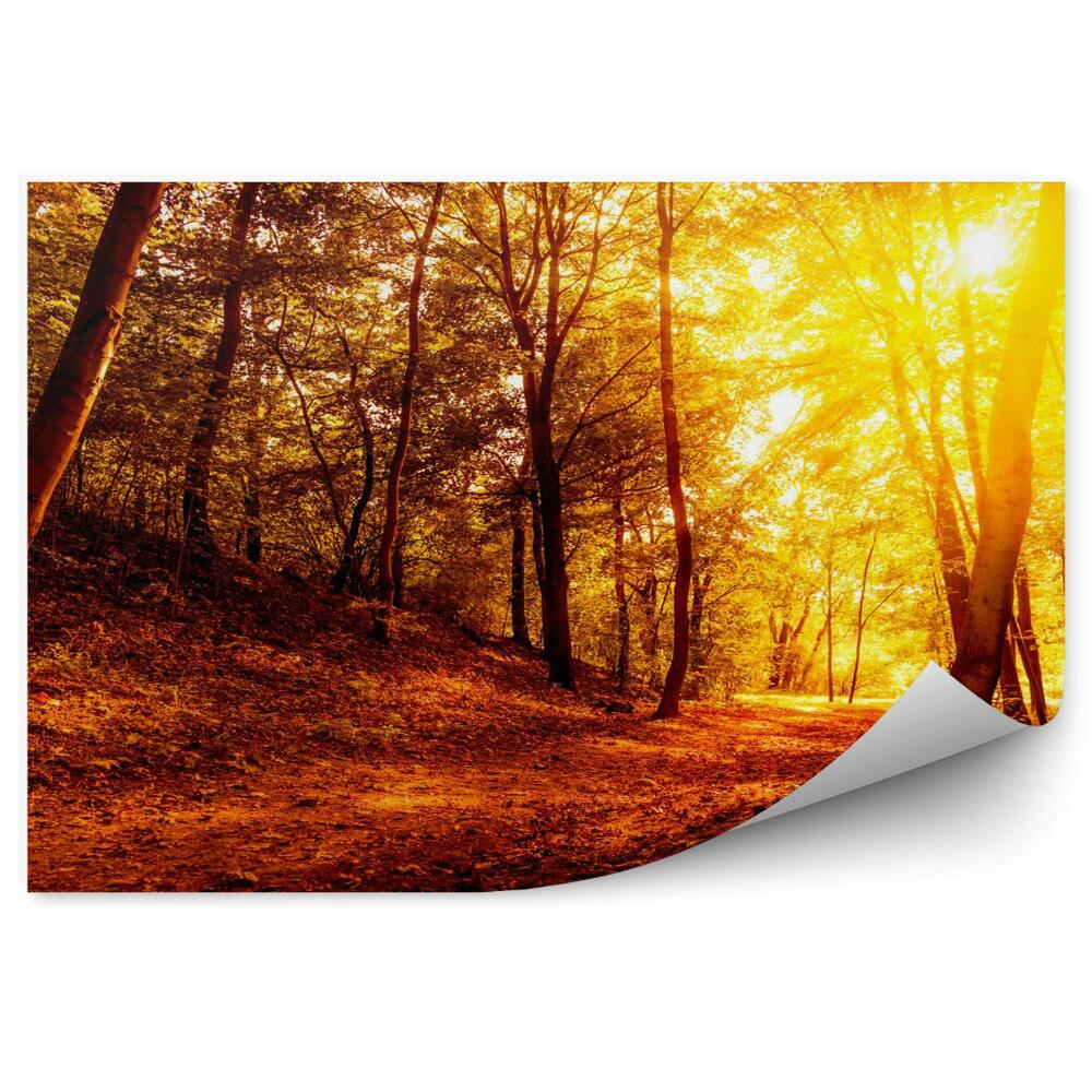 Papier peint Forêt d'automne au coucher du soleil