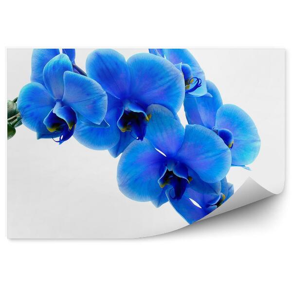 Papier peint Fleur d'orchidée bleue