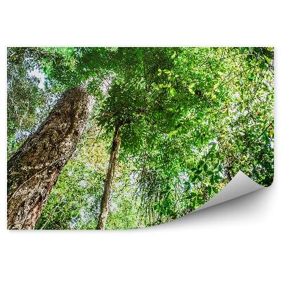 Papier peint Arbres de la forêt brésilienne Plantes vertes