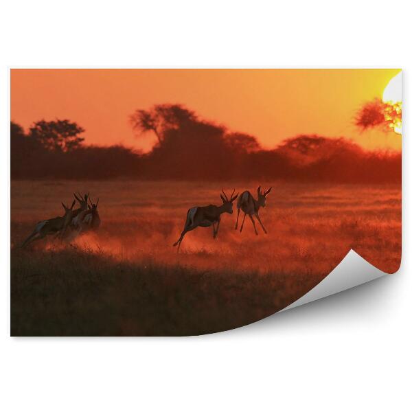 Papier peint Antilope Herbe Soleil Couchant Savane