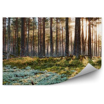 Papier peint Forêt De Feuillus, Chemin, Buissons, Soleil