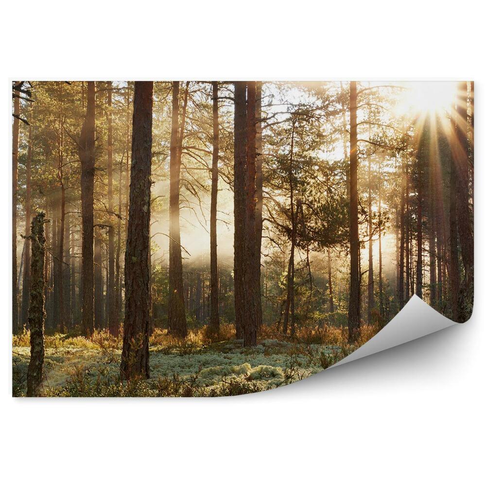 Papier peint Forêt de conifères au soleil du matin