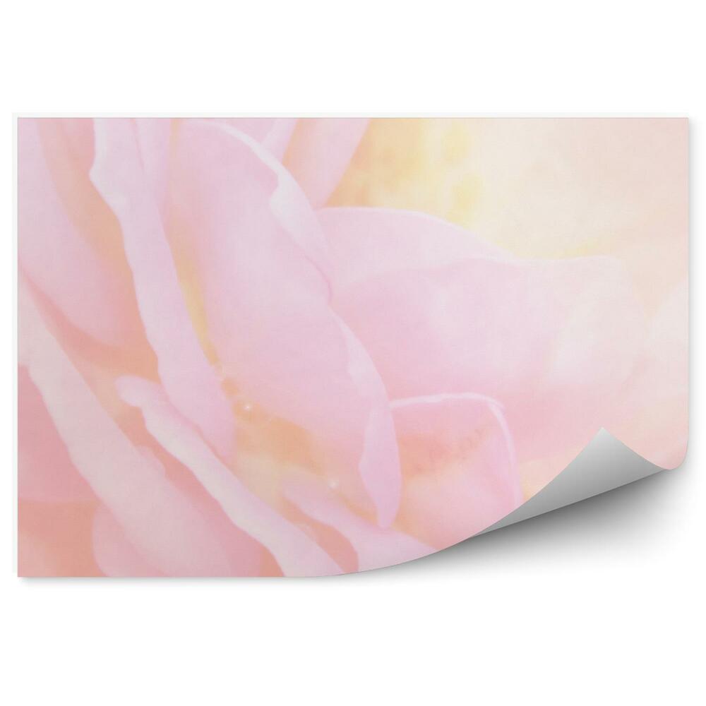 Papier peint Fond de pétales de roses roses