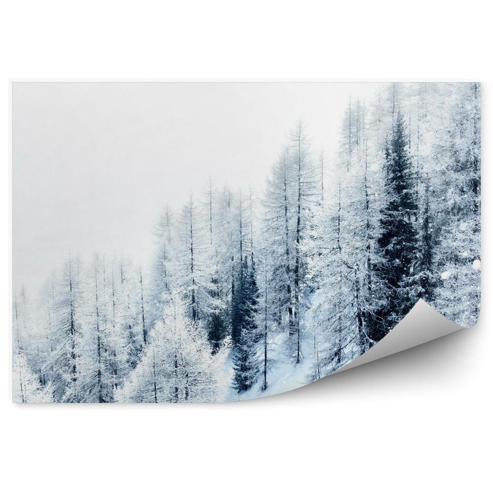 Papier peint Forêt d'hiver