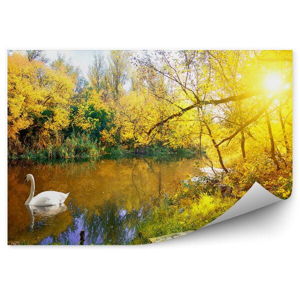 Papier peint Cygne Blanc Sur Un Lac