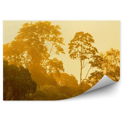 Papier peint Arbres légers Forêt Nature