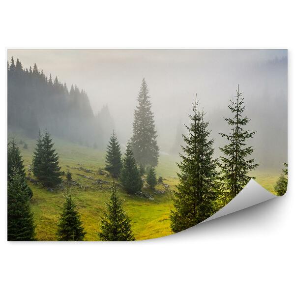 Papier peint Conifères Clairière Herbe Ciel Brume