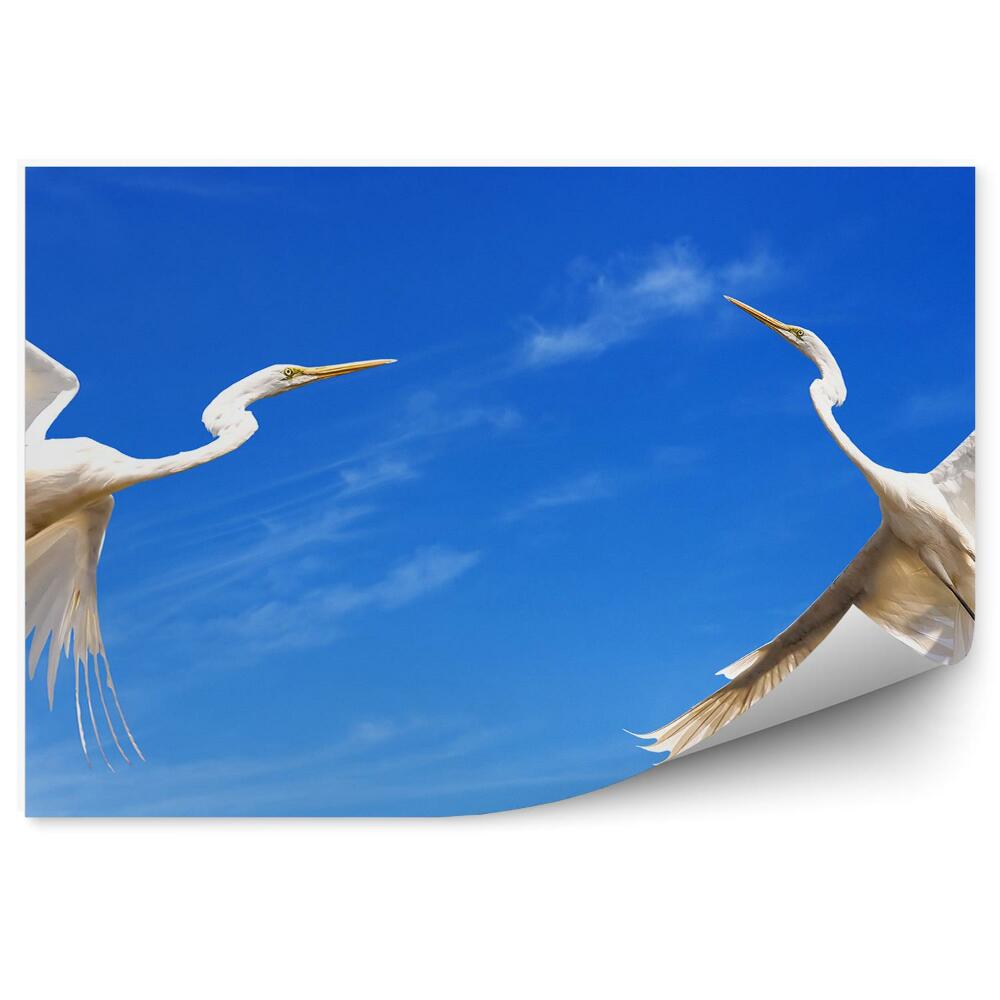 Papier peint Deux Grues Volantes Sur Fond De Ciel