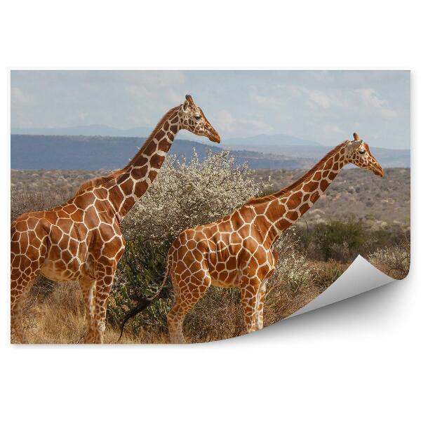 Papier peint Girafes animaux afrique nature arbres