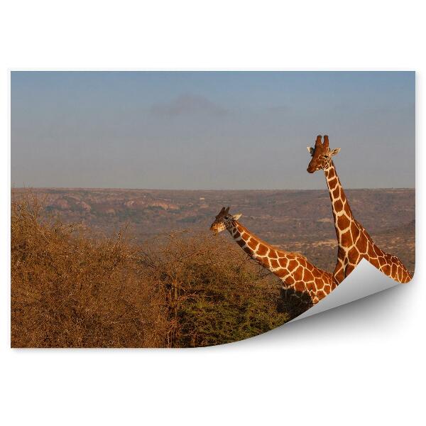 Papier peint Girafes voyage kenya africa branches