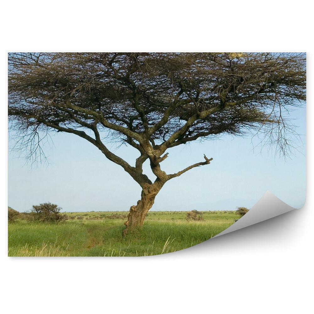 Papier peint Guide De Safari Acacia Herbe Plantes Ciel