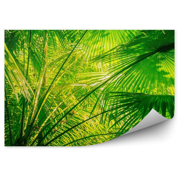 Papier peint Feuilles de palmier Jungle Amazone