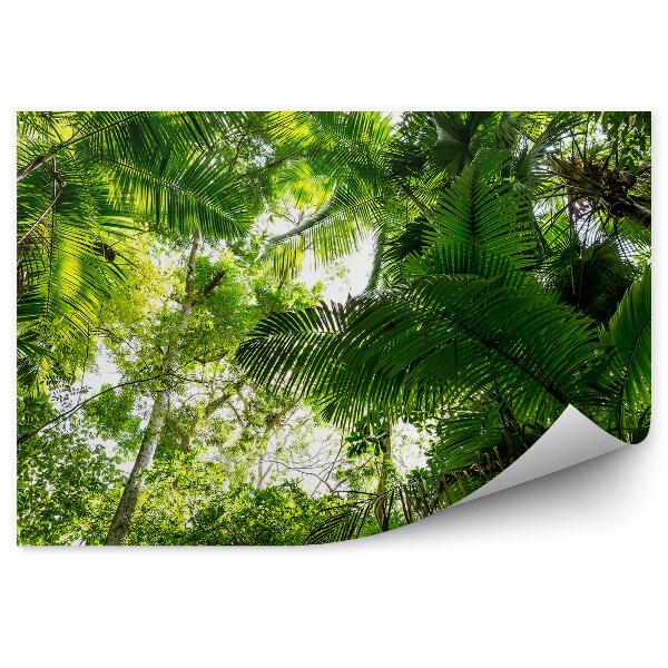 Papier peint Feuilles de palmier Jungle Amazon Trees