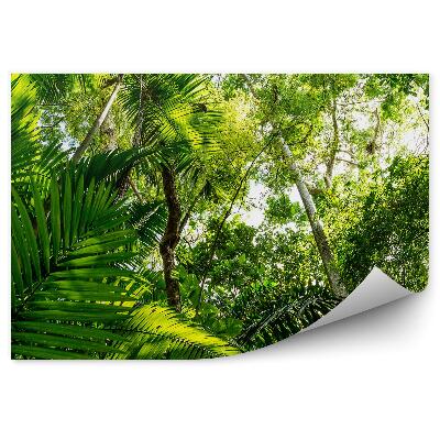 Papier peint Arbres verts feuillus de l'Amazonie