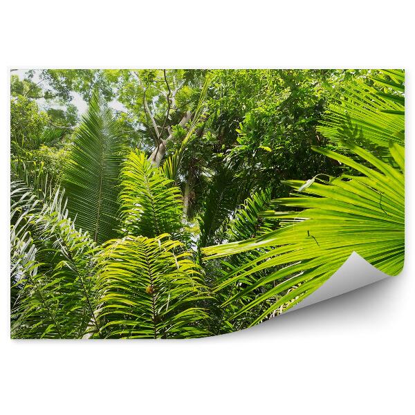 Papier peint Feuilles de palmier de la jungle amazonienne