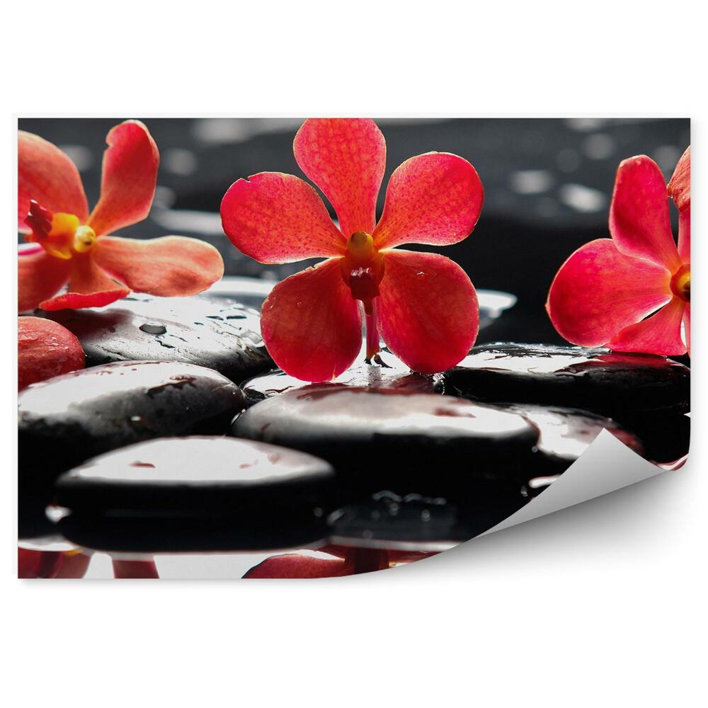 Papier peint Orchidée rouge fleurs pierres eau